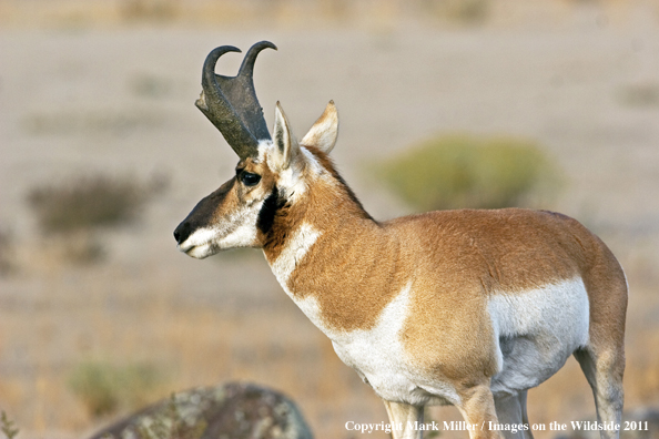 American Pronghorn Antelope buck in habitat