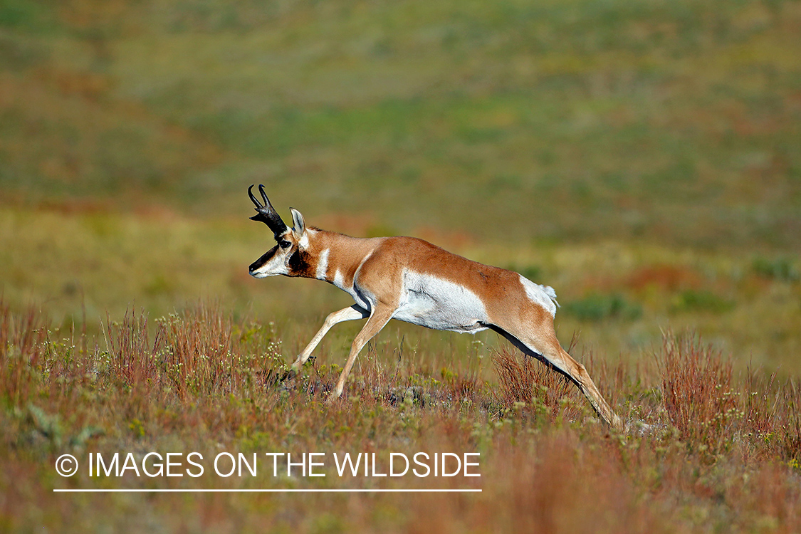 Pronghorn antelope running in field.