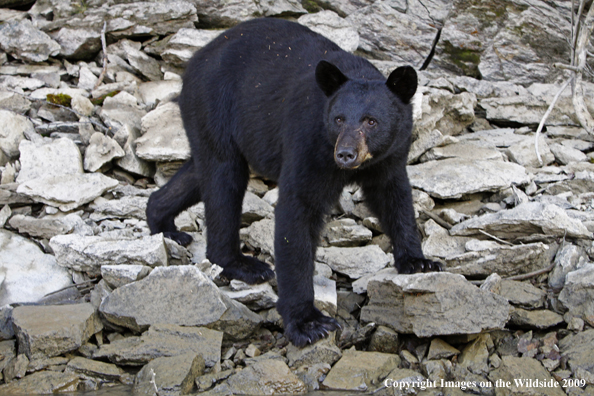 Black Bear in habitat