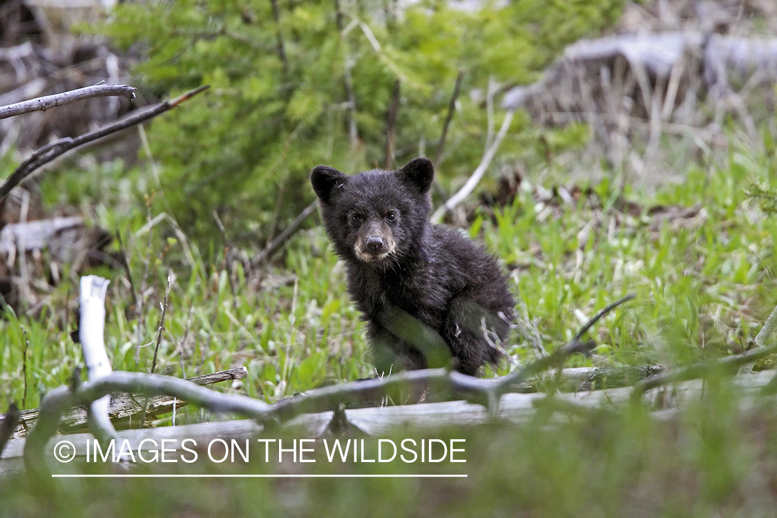 Black bear cub in habitat.