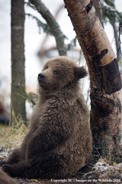 Grizzly/Brown bear in habitat. 