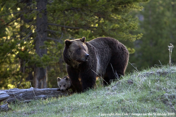 Grizzly bear with cub in habitat