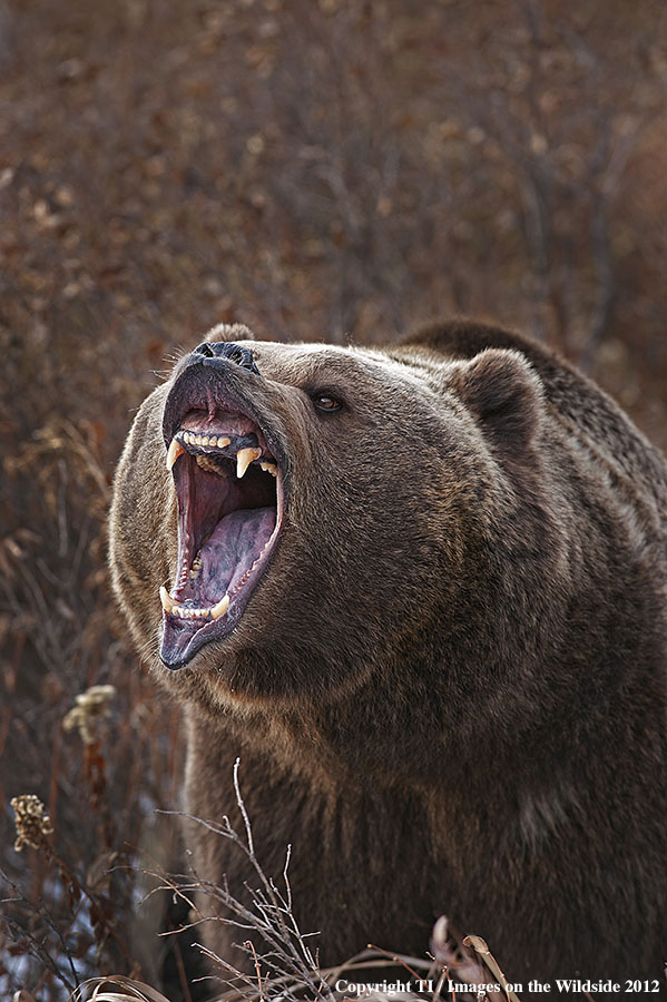 Grizzly Bear in growling.