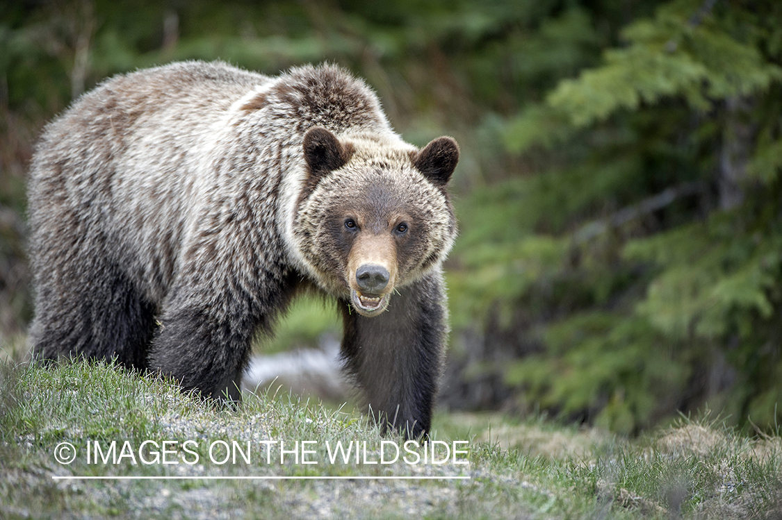 Grizzly bear in habitat.