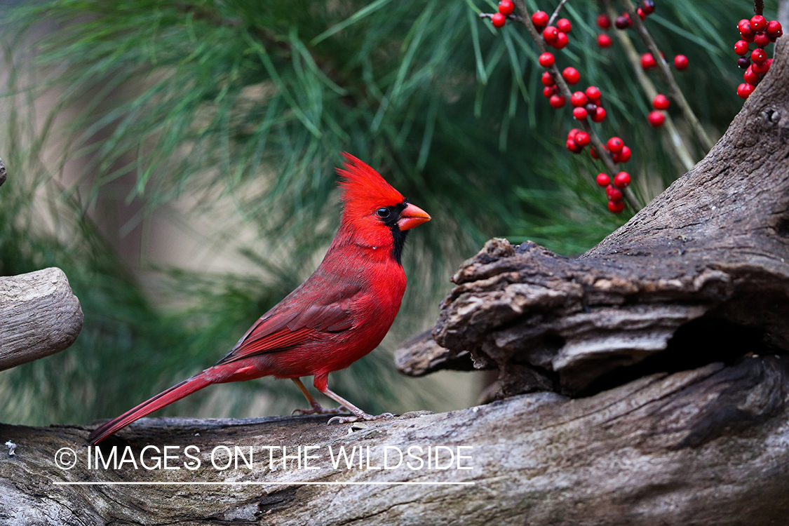 Northern Cardinal in habitat.