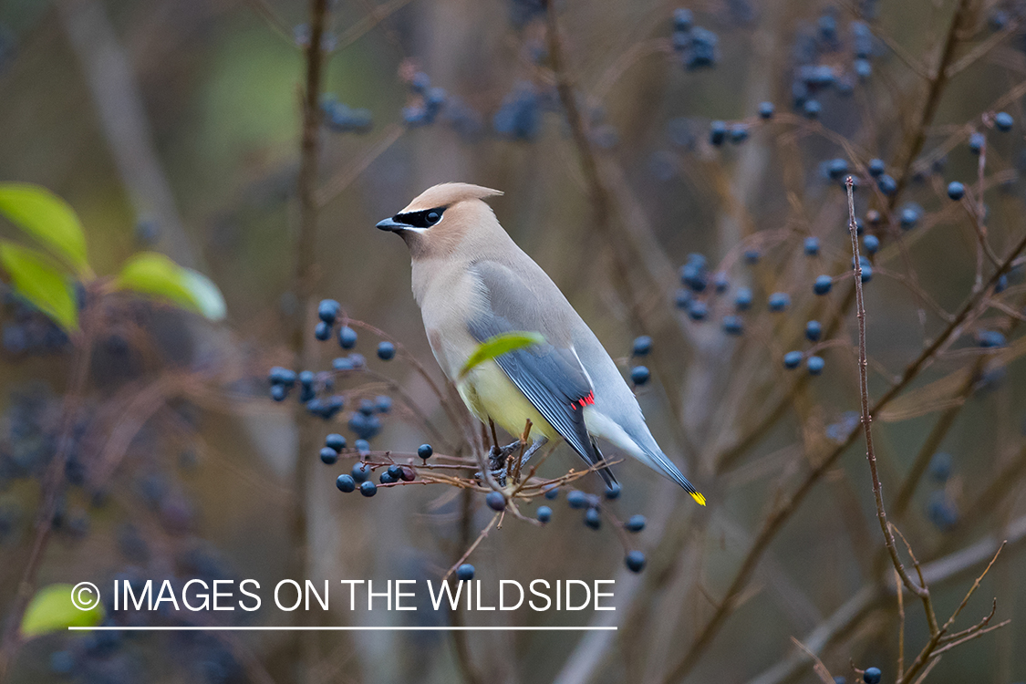 Cedar Waxwing on branch.