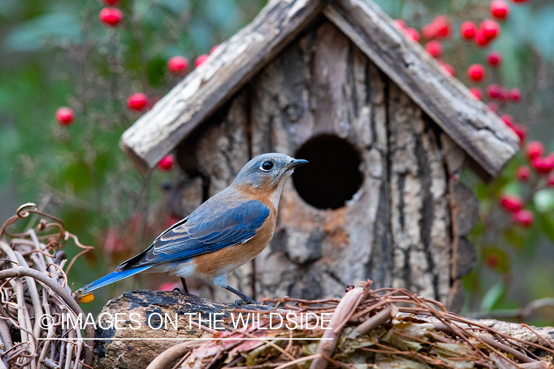 Eastern bluebird in front of bird house.