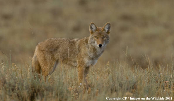 Coyote in habitat. 