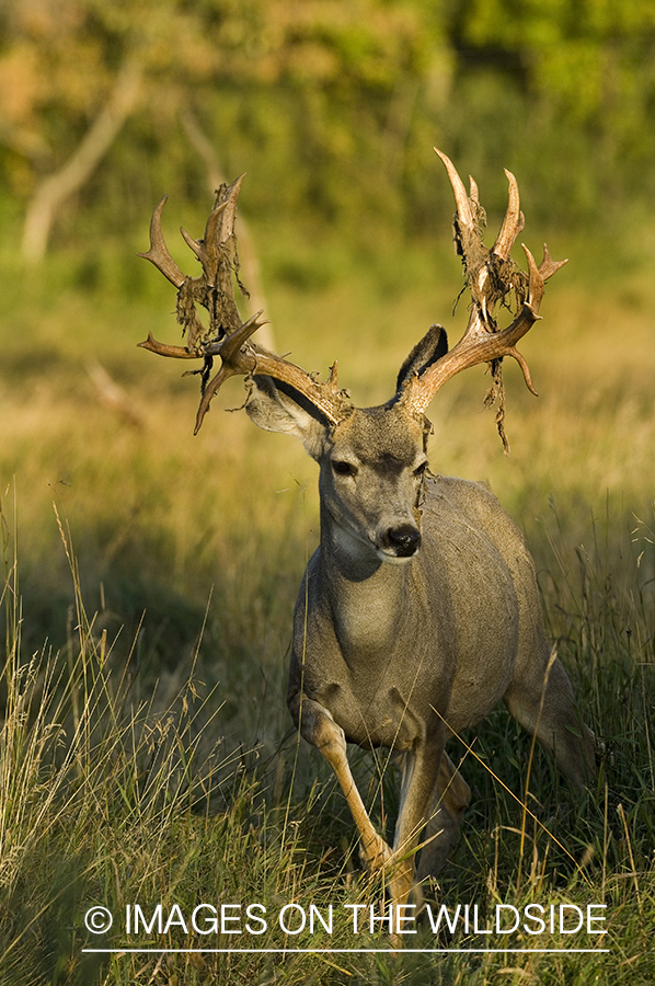 Mule deer in habitat.