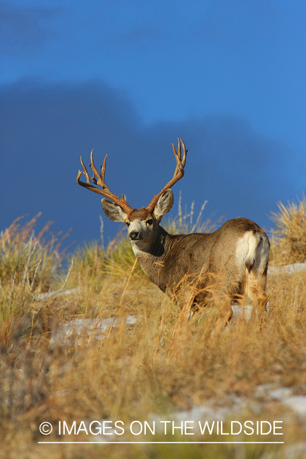 Mule deer buck in habitat. 