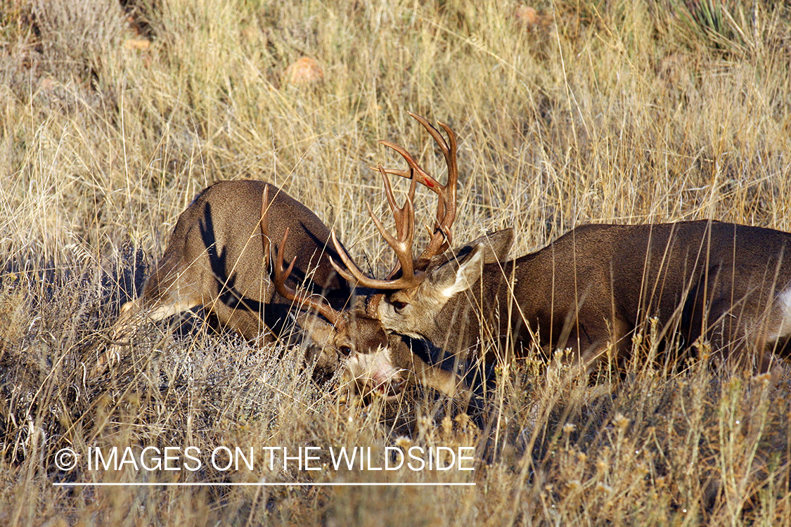 Mule deer bucks fighting. 