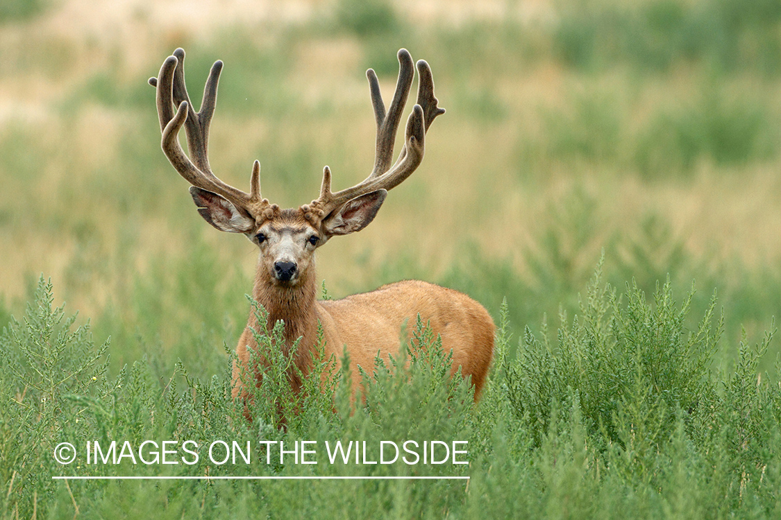 Mule deer buck in habitat.