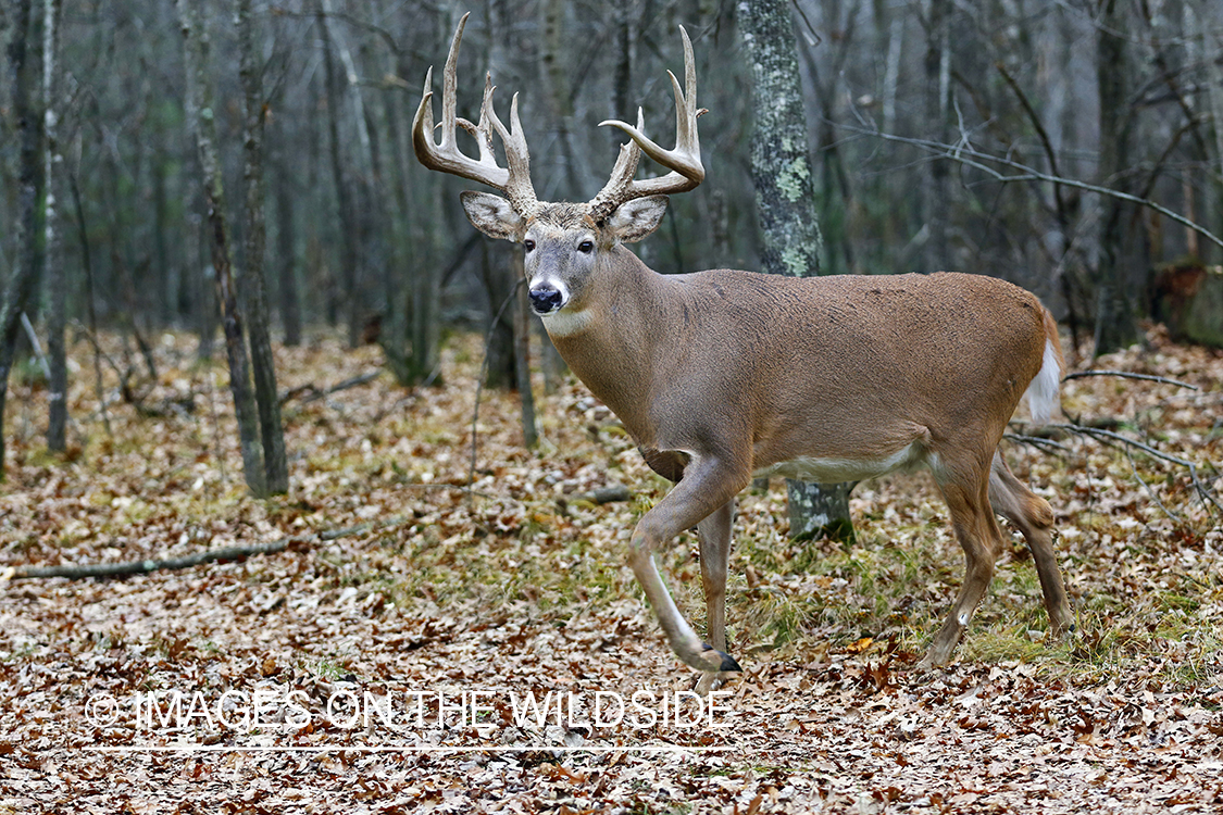 White-tailed buck in woods.