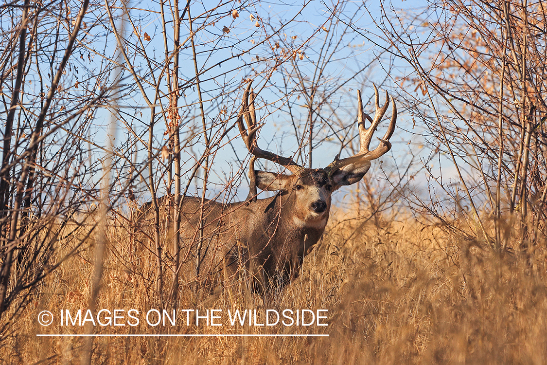 Mule deer buck in rut.