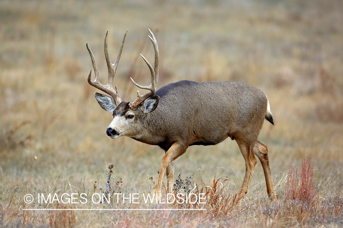 Mule deer buck in field.