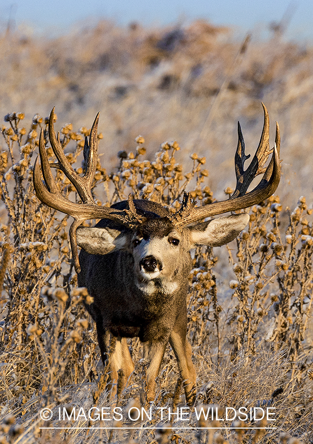 Mule deer buck in habitat.