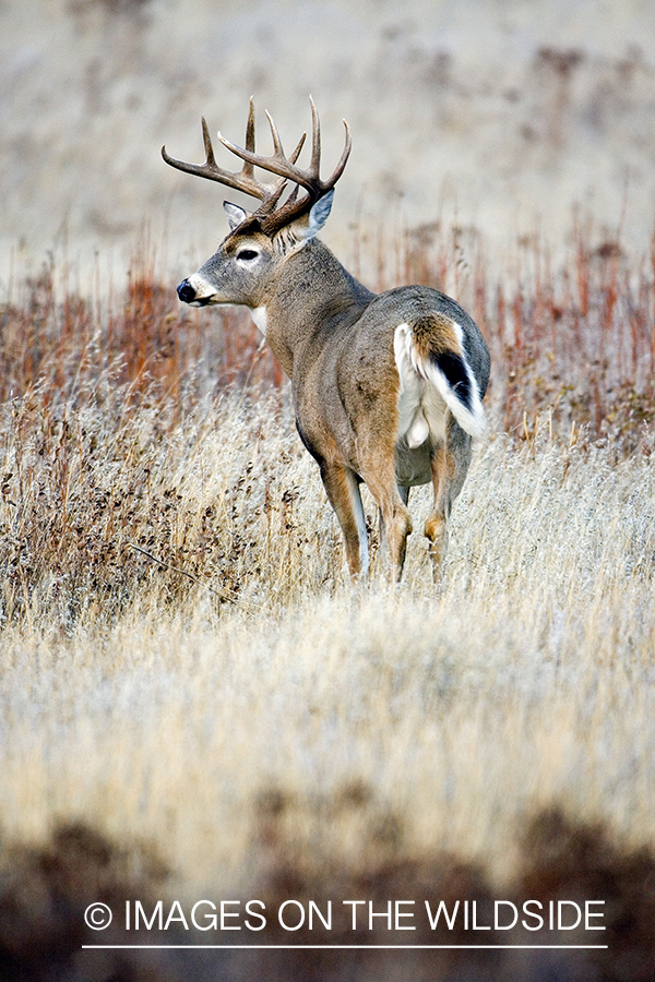 White-tailed deer in habitat