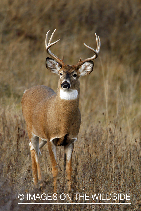 Whitetail Buck