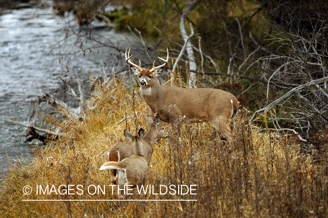 Whitetail Buck with Fawns