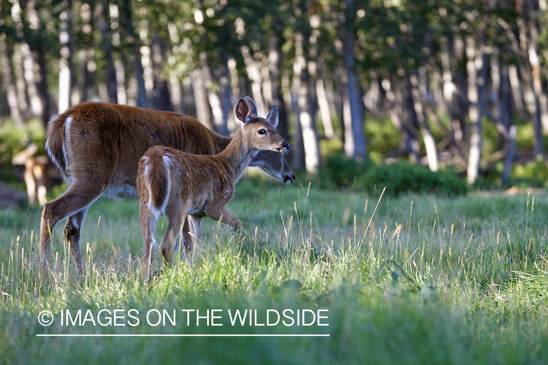 Whitetail fawn in habitat