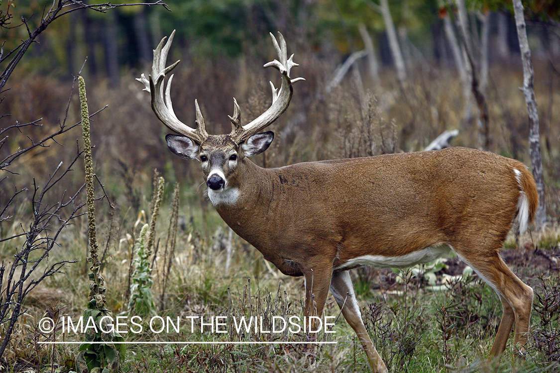 Whitetail buck in habitat