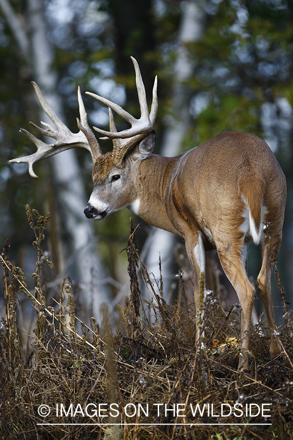 Whitetail buck in habitat