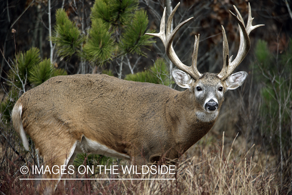 Whitetail buck in habitat.