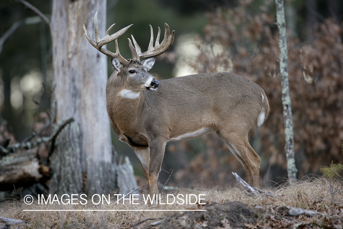 Whitetail buck in habitat.