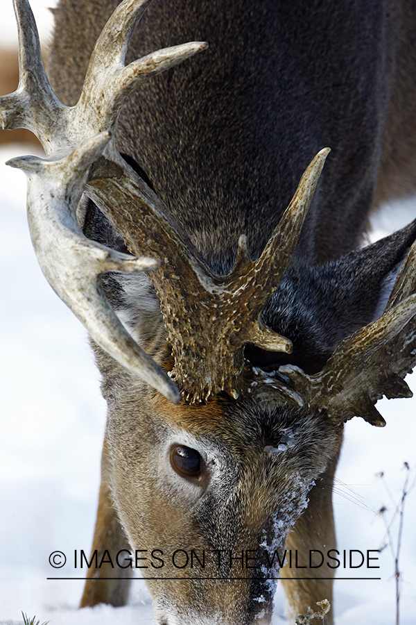 White-tailed buck in habitat.