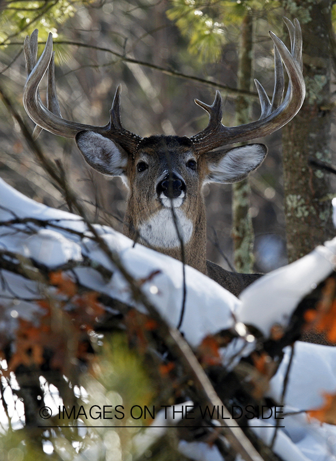 White-tailed buck in habitat.