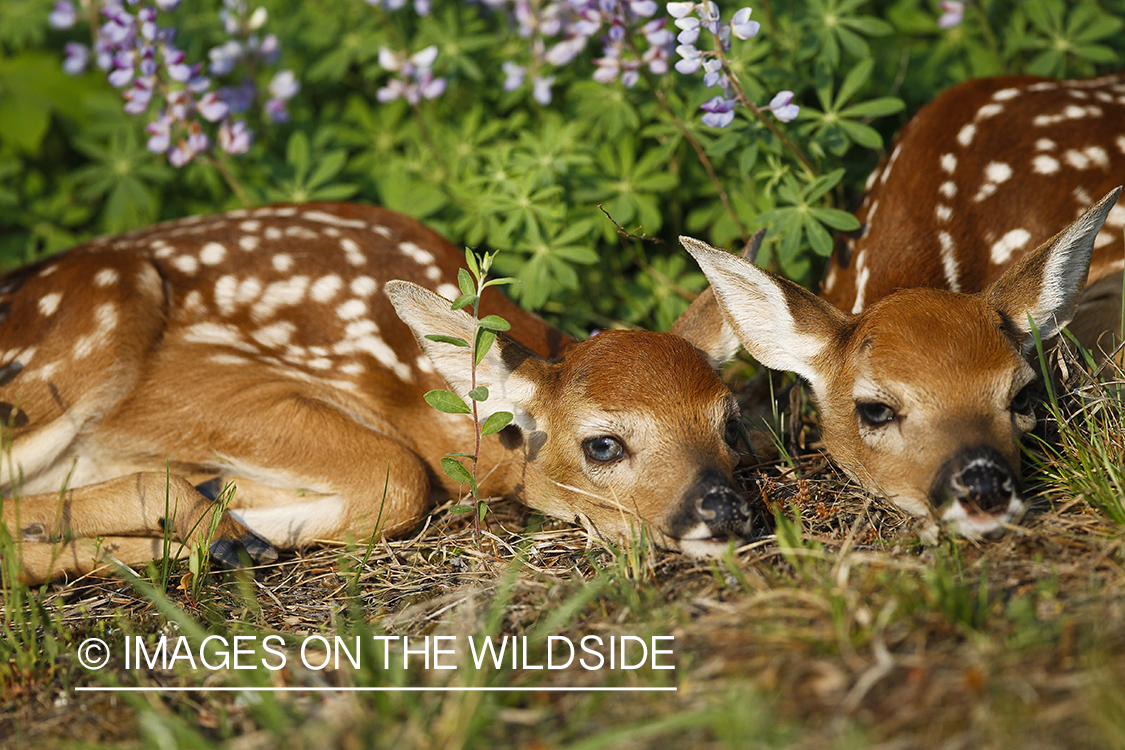 White-tailed Deer Fawns