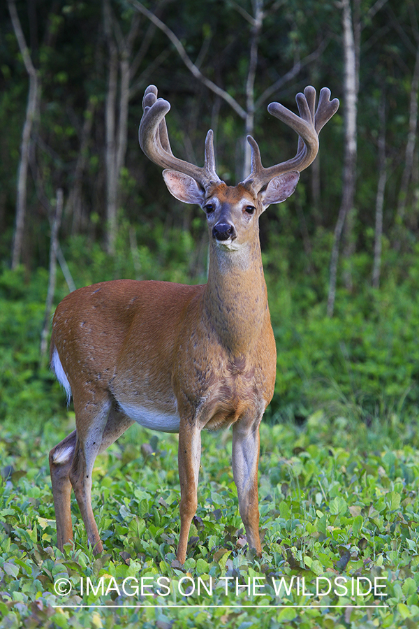 Whie-tailed deer apple creek