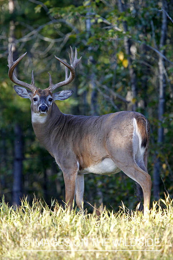 White-tailed buck in habitat