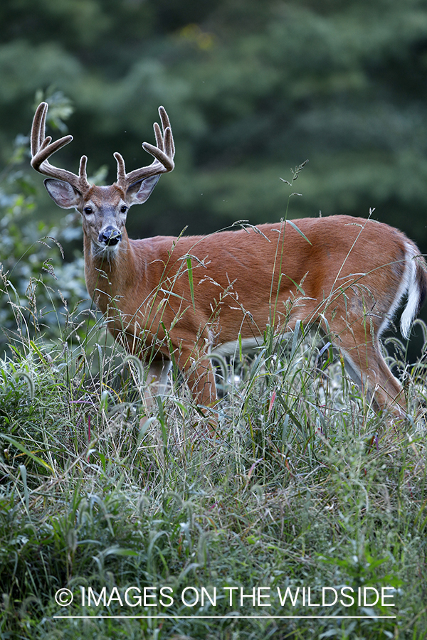 White-tailed buck in velvet 