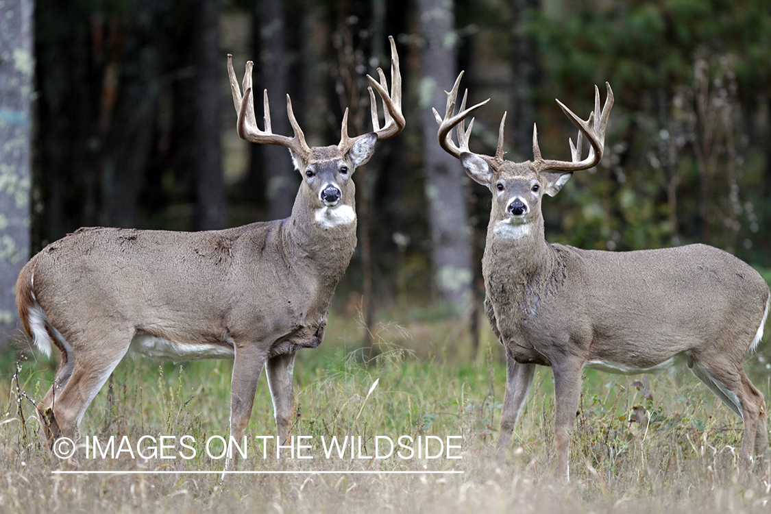 White-tailed bucks in habitat. *