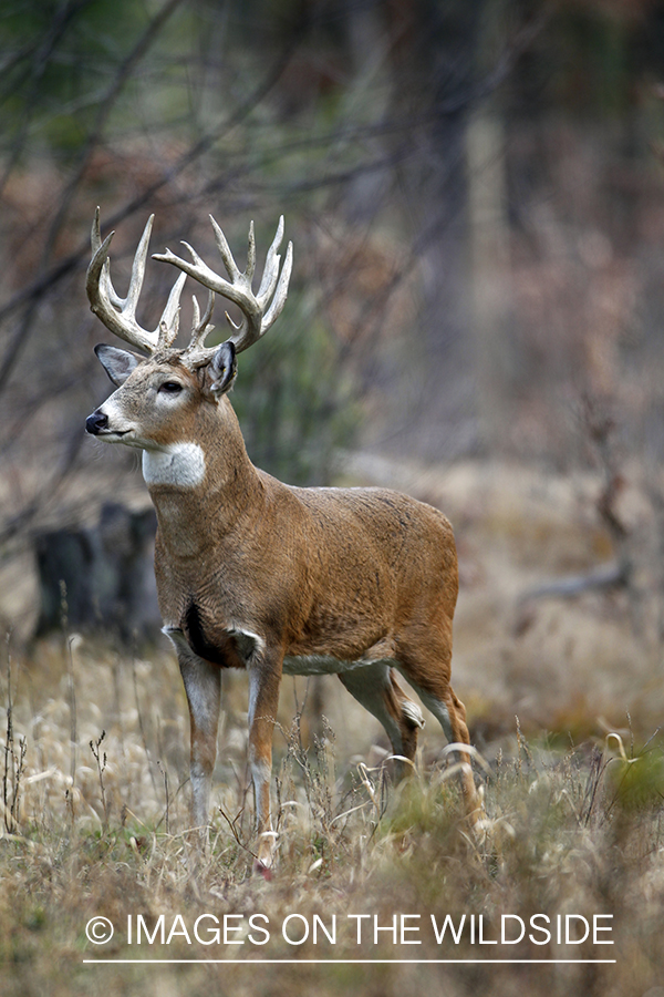 White-tailed buck in habitat. *