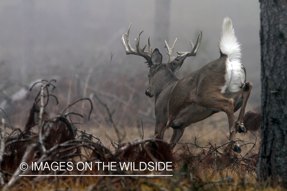 White-tailed deer fleeing.