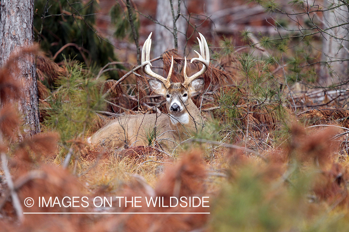 White-tailed buck in habitat. 