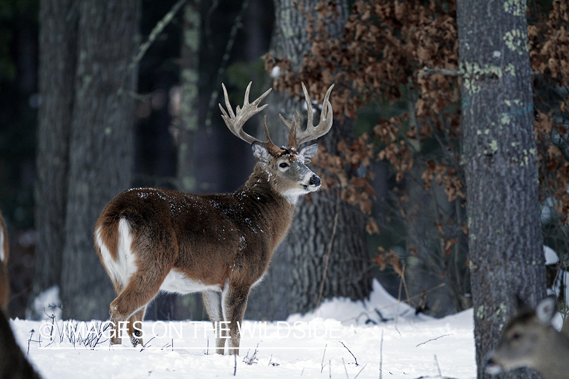 White-tailed buck in habitat. *