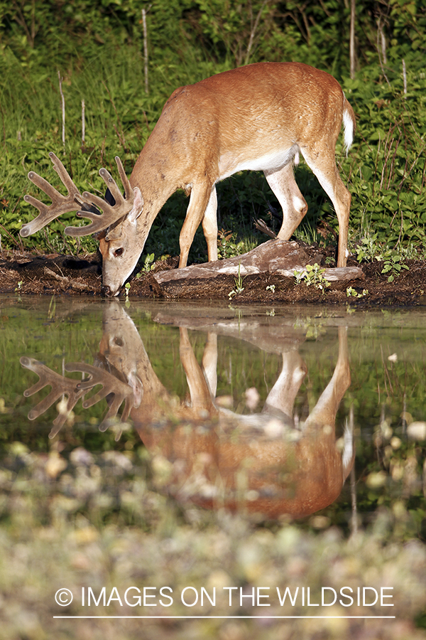 White-tailed buck in summer habitat *