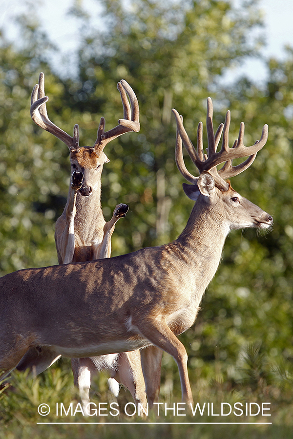 White-tailed bucks fighting. 