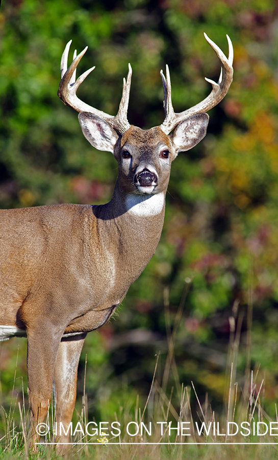 White-tailed buck in habitat. 