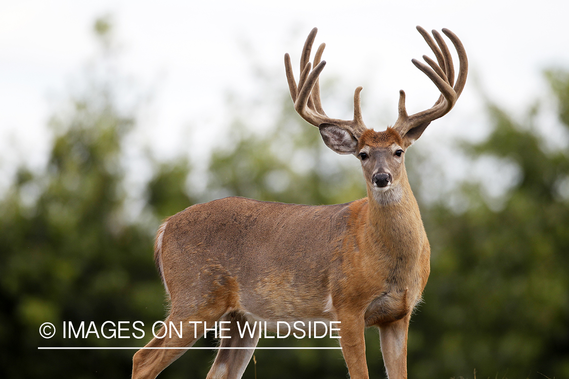 White-tailed buck in velvet.  