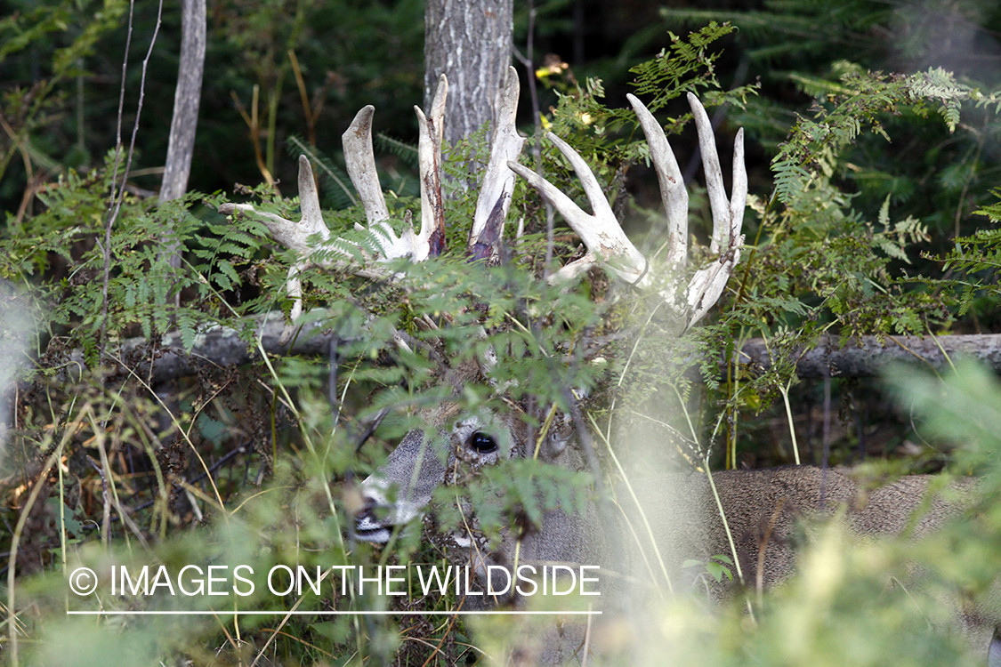 White-tailed buck shedding velvet.  