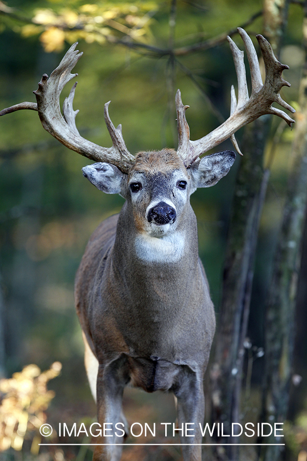 White-tailed buck in habitat. 