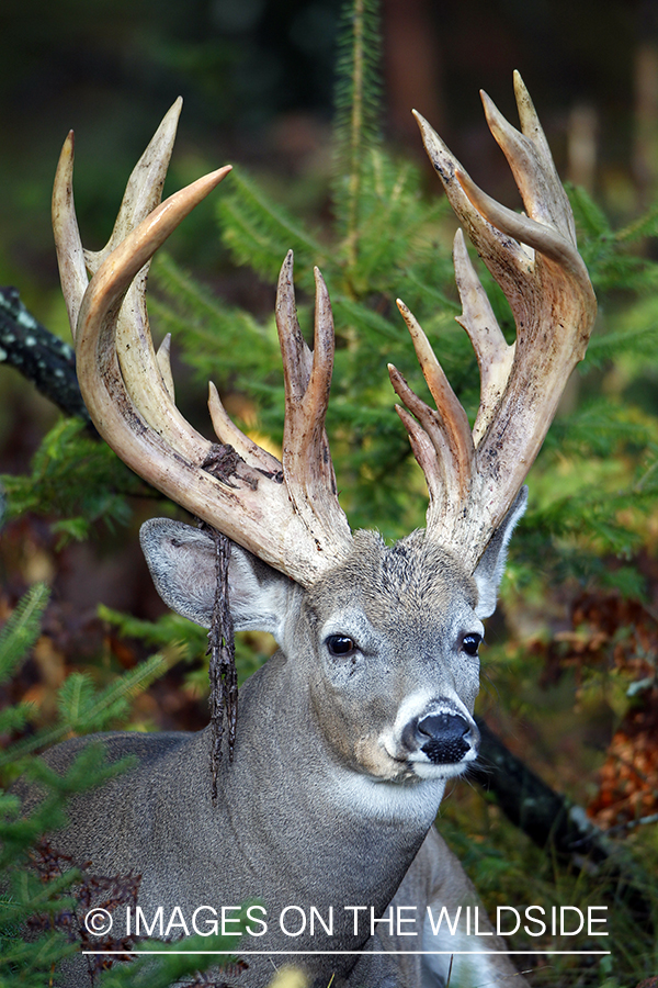 White-tailed buck in habitat. 