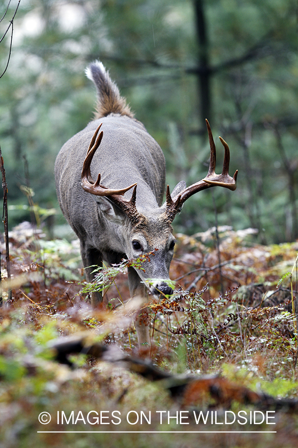 White-tailed buck in habitat. 