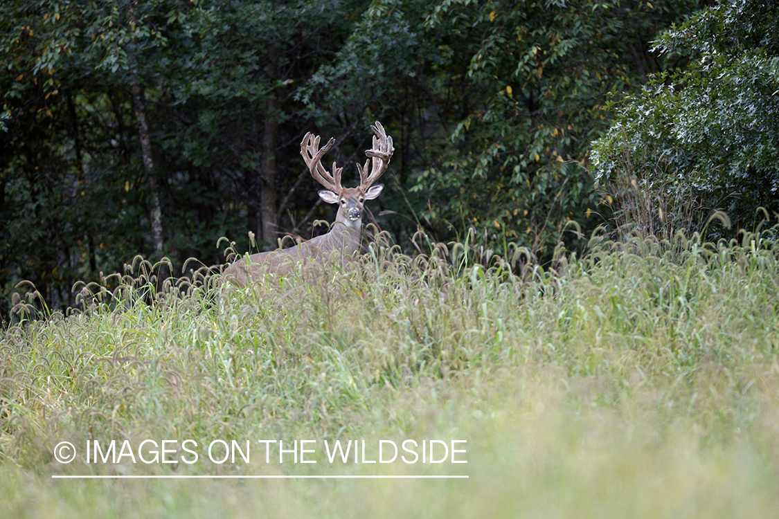 White-tailed buck in habitat.