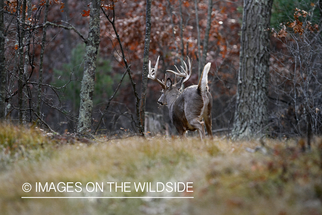 White-tailed buck in running.