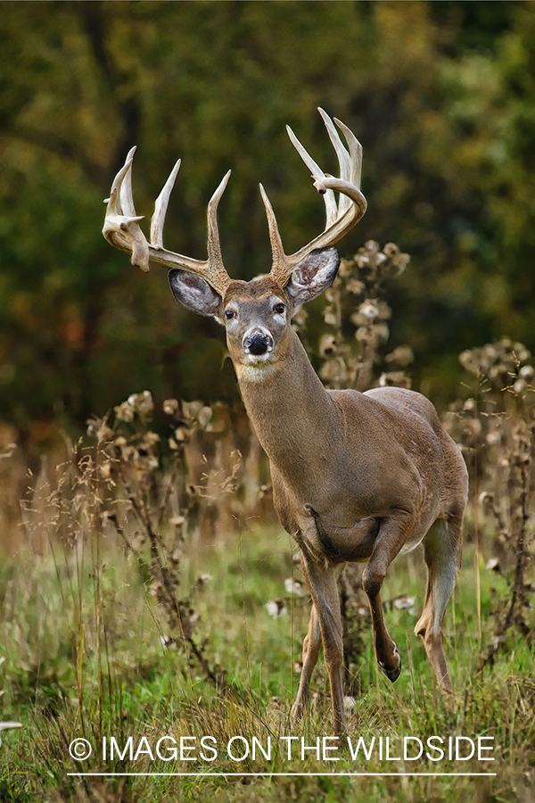 White-tailed buck in habitat.